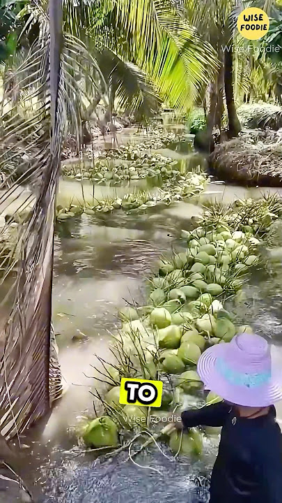Smart Thai Method: Harvesting Tons of Coconuts with Ease!