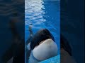 Cute Dolphin #viral #facts #factsshorts