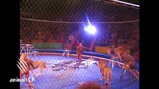 Lion attacks trainer at the circus