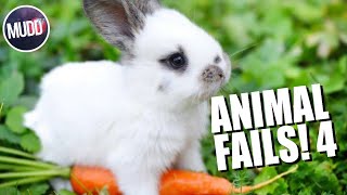 ANIMAL FAILS! #4