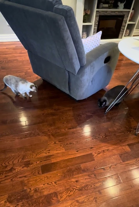 Why Does My Siamese Cat Always Do This cat funny chase YouTube why-does-my-siamese-cat-always-do-this-cat-funny-chase-youtube