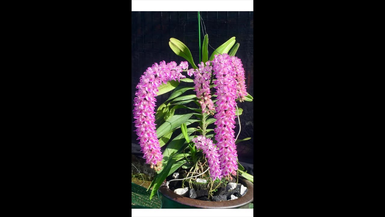 Xả hàng vip nghỉ ốm 0374035768