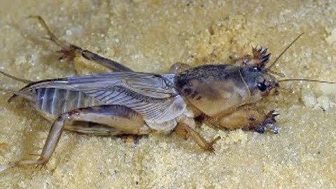 Mole Crickets - Introduction and Bio Control Release