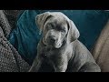 CANE CORSO PUPPY IS A GENIUS! The Best Mental Stimulation For Intelligent Dogs!