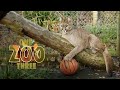 Yazhi the Puma Sinks Her Teeth Into A Basketball | One Zoo Three