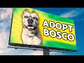No One Wants This Homeless Dog So I Put Him On Billboards!