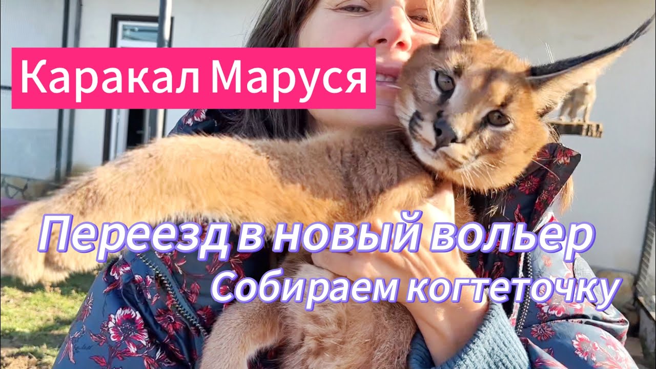 Caracal Marusya, moving to a new enclosure, building a scratching post (ENG.SUB.)