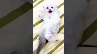 cat sound????Icat Meowing cute cat videos shorts catcats catlovercatfunnyshorts youtubeshorts