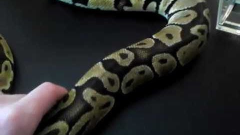 NEVER LET SNAKES AROUND TAPE!!! Here