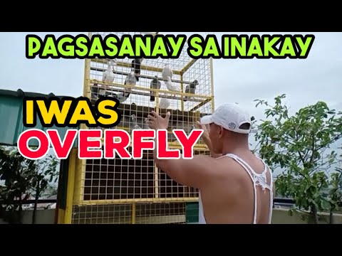 Video: Mga Ibon Sa Pagsasanay Sa Balikat