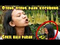 EXPERIMENT GORENG KEMBANG TEROMPET | KECUBUNG