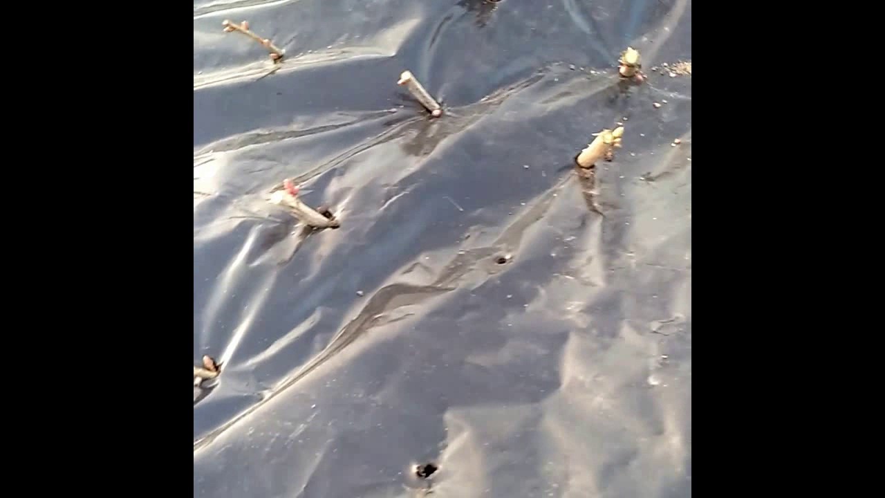 Черенкование смородины без проблем и прополок, новые сорта. - YouTube