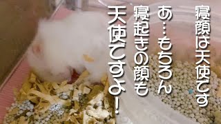 ハムスターの 寝起きの顔はもちろん 天使のような…