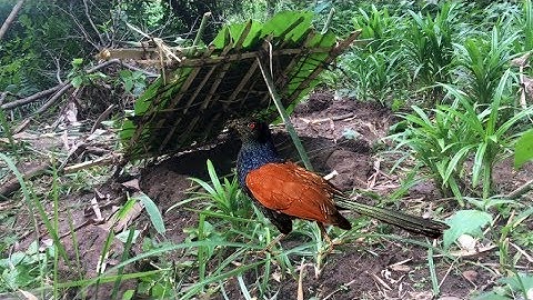 Primitive Skills: How to Make a Simple Bird Trap |  Wilderness Technology