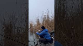 Карась на флэт ранней весной 🎣 #рыбалка #фидер #флэтфидер #карась #ловлякарася #fishing