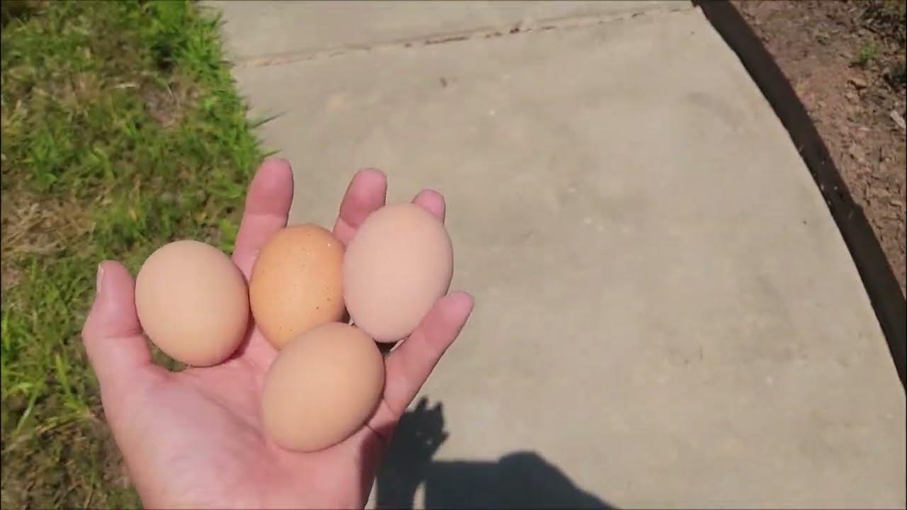 Do I have a sick chicken??? What to do if you hear your chicken sneezing. Eggs for HyppieElf