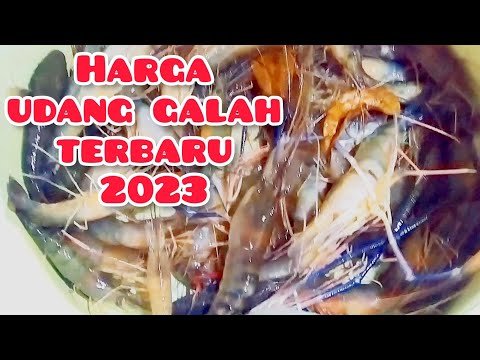 Jual Udang Galah Pontianak