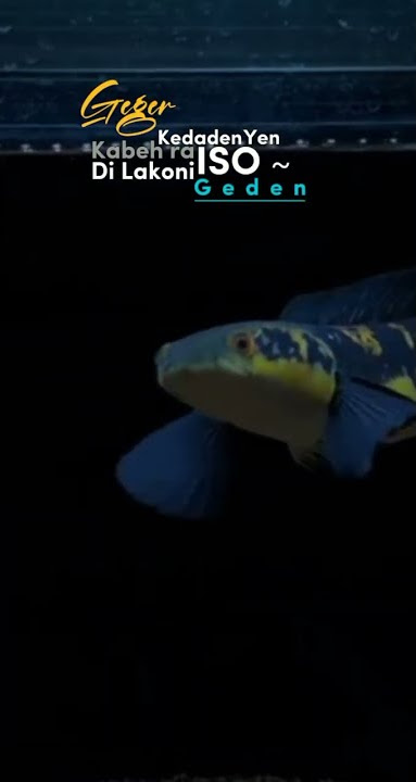 Channa maru yellow sentarum