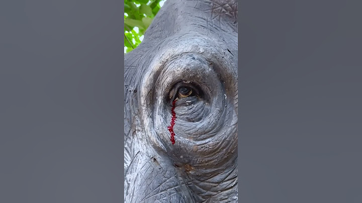 Hathi 🐘 ki aankh se khoon 😱😭