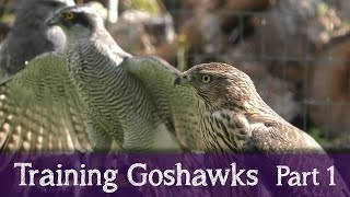 Falconry Diary | Cloud the Goshawk | Part 1