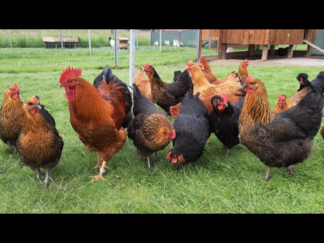 Farma domaći kokoši Putiš - YouTube