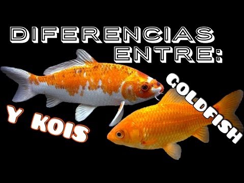 Vídeo: Diferencia Entre Goldfish Y Koi