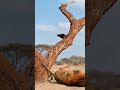 Jimeng AI, magical animals on Douyin, animal world, close range of wild animals, Boo absurd videos