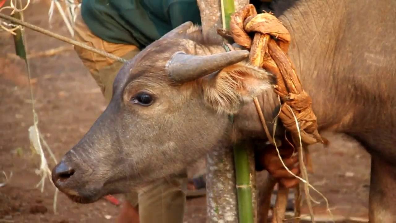 Documentary : สารคดี ส่องโลก ตอน สัญจรศึกษาลาวใต้ 3 ออกอากาศ วันที่ 12 มิ ย  59 ( NBT )