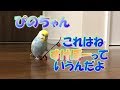 セキセイインコ　ぴの
