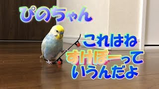 セキセイインコ　ぴの