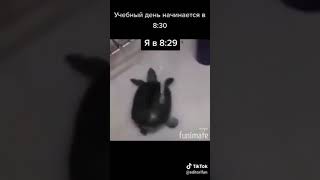 Морская черепашка по имени Наташка🐢