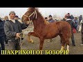 Шахрихон ОТ Бозори нархлари Улоқчи отлар