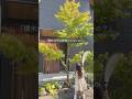 家づくりでこだわったのは和モダンの雰囲気づくり。🌿SNSでいろんなお家を見たけど最後は「じぶんたちが好き」と思えるものを選びました。#shorts #後悔しない家づくり#和モダン#積水ハウス