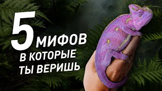 Мифы о ящерицах, в которые ты веришь!