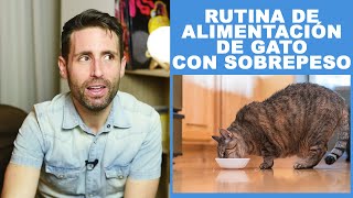 ¿Cómo cambiar la rutina de alimentación de un gato? | gatos con sobrepeso