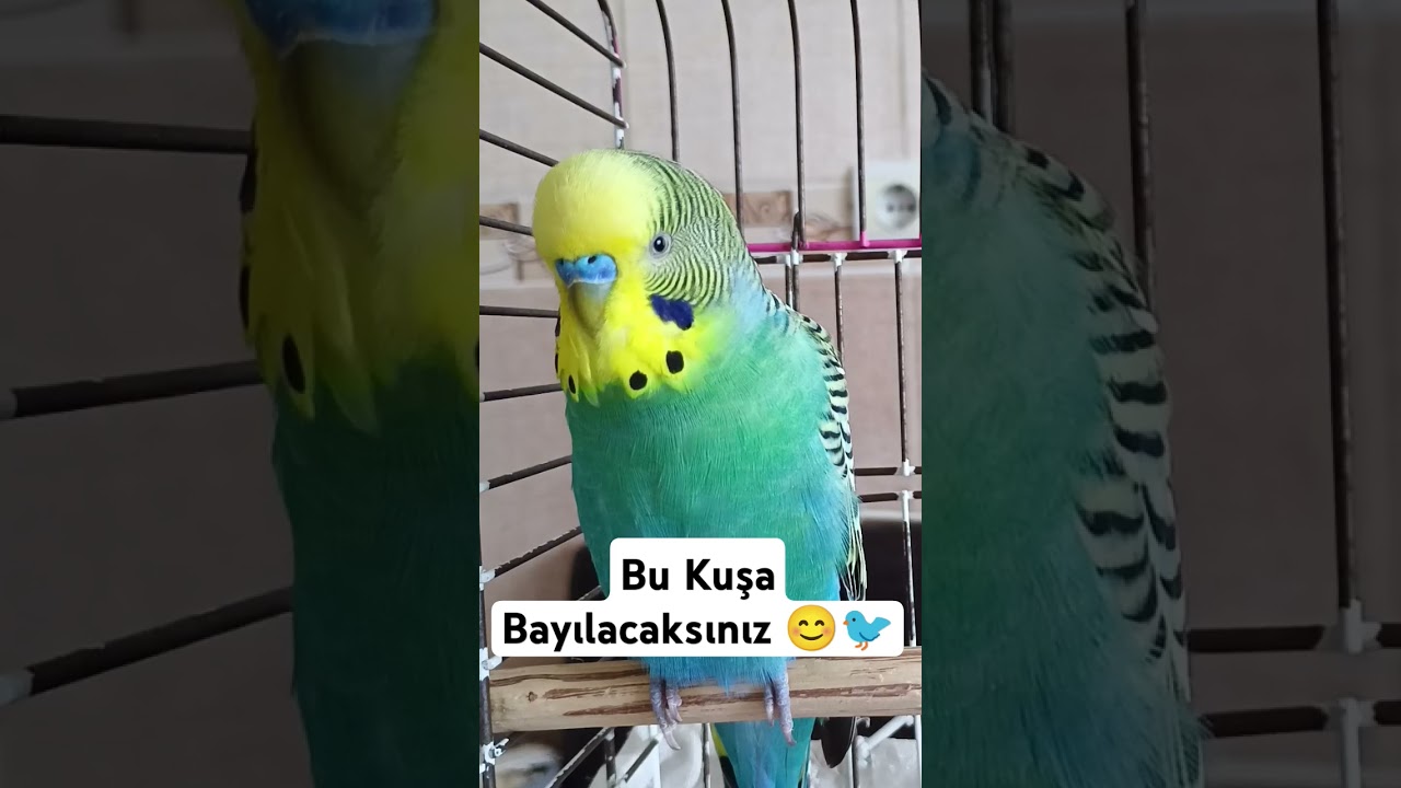 Bal Bu Bal 😊🐦 #muhabbetkusu #muhabbetkuslari #muhabbetkuşufıstık #parrot #birds #budgey #kuslar