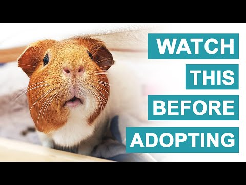 Video: Wat te overwegen voor het adopteren van een papegaai, konijn, cavia, leguaan of ander exotisch huisdier