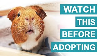 5 Beginner Tips Before Adopting Guinea Pigs | GuineaDad
