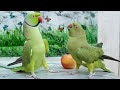 Ringneck Parrot Calling Mithu Mithu | Angry Parrot Sounds