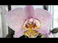 Обзор орхидей на подоконнике  в декабре 2021