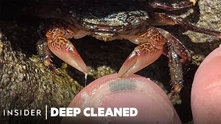 How Crabs Clean Dead Skin From Toes | Deep Cleaned | Insider screenshot 4