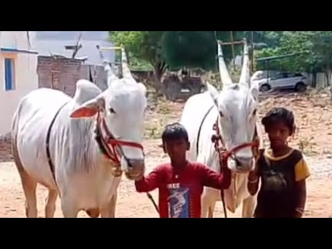 +91 91822 81630 పనికి నమ్మకం కలిగిన 2,4 పళ్ళు ఎద్దులు అమ్మకానికి కలవు #highlight videos friends#