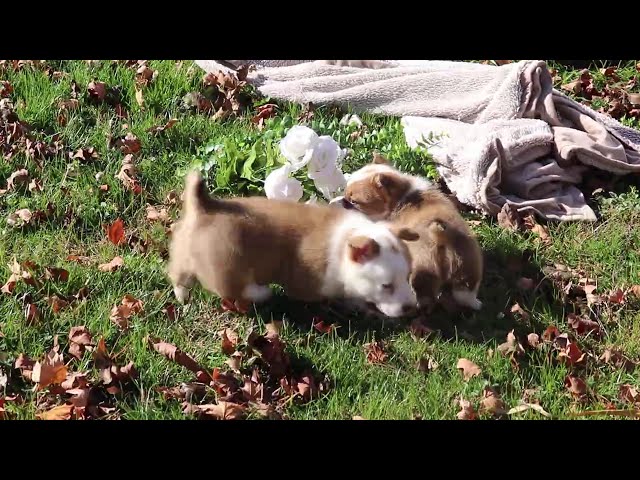 Dougie video thumbnail