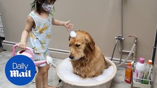 Patient Golden Retriever gets a bath from six-year-old girl