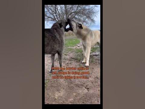 Our 10 mo old livestock guardian dog Judge & 1 yr old border collie