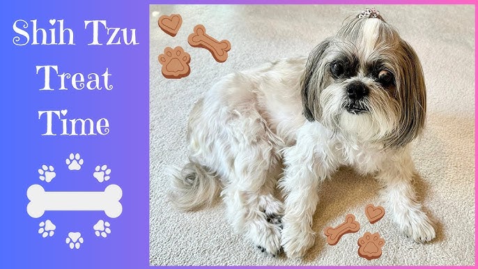 Palusa, the Bilingual Pup: A Shih Tzu-Poodle Dogumentary : Lacy