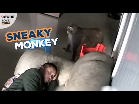 Sneaky monkey breaks in and steals fruit without waking man 🍎🙊 | LOVE THIS!