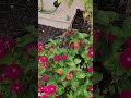 Dont forget about the pollinators #lasvegas #thebirdsandthebees #flowers #containergardening