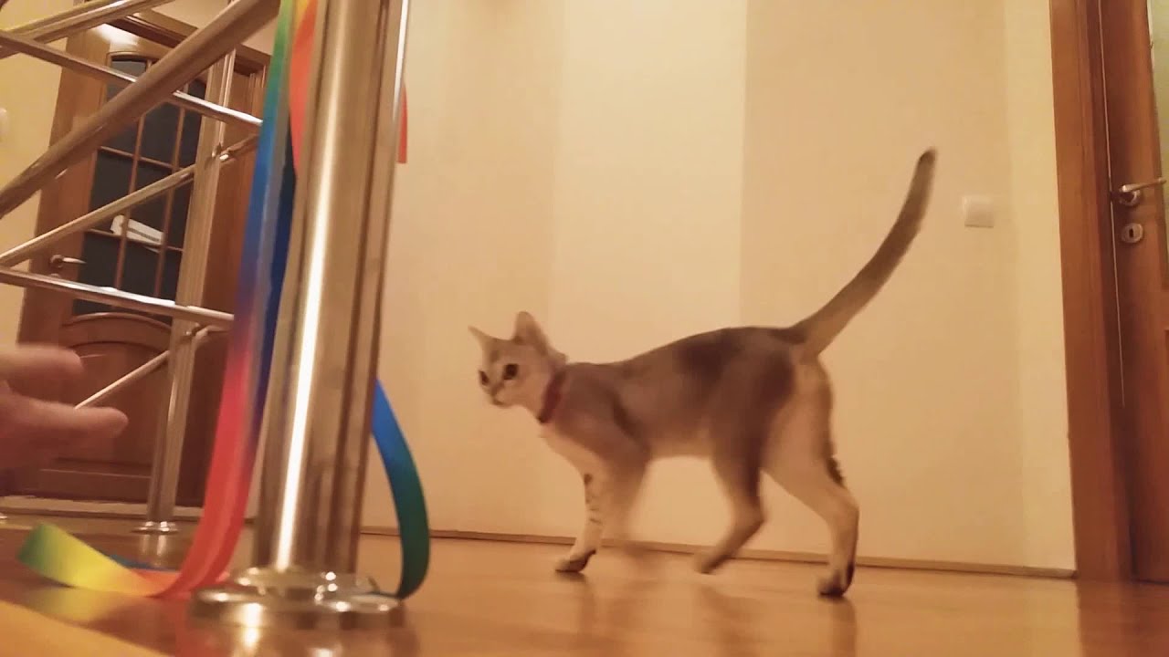  Paris  the cat shake paws  YouTube