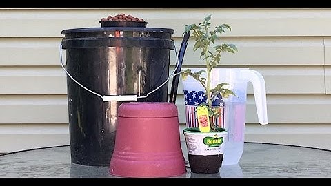 How To Transplant A Dirt Plant Into A Hydroponic System